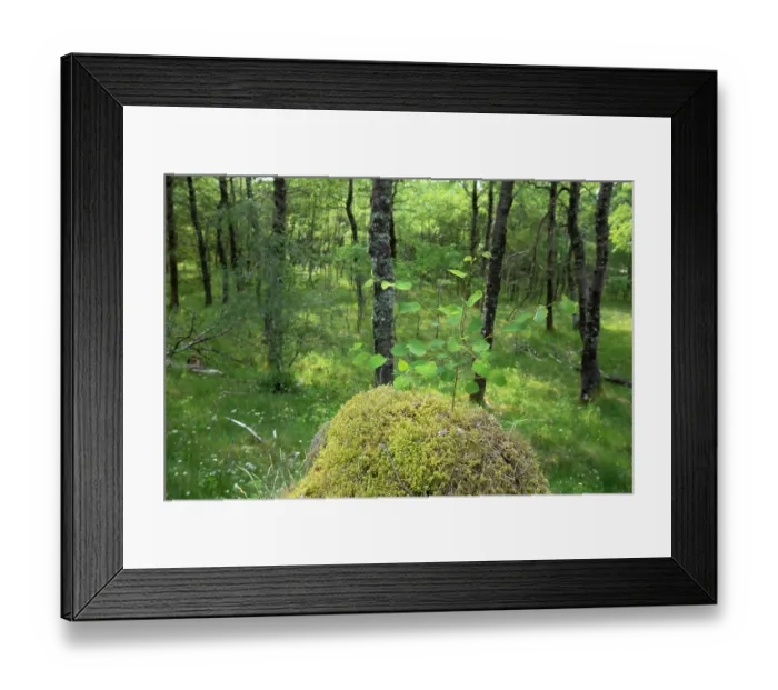 Framed Print : Aspen (Populus tremula) sapling growing from mossy mound within stand of mature Aspen, Insh Marshes, Cairngorms National Park, Scotland, UK. June Framed Print : Aspen (Populus tremula) sapling growing from mossy mound within stand of mature Aspen, Insh Marshes, Cairngorms National Park, Scotland, UK. June
