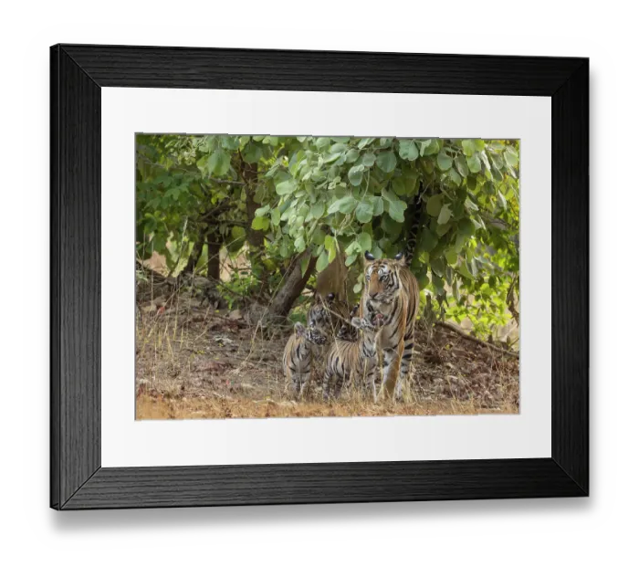 Framed Print : Bengal tiger (Panthera tigris tigris) female with three cubs, standing under tree scent marking the leaves, Bandhavgarh Tiger Reserve, Madhya Pradesh, India. Endangered Framed Print : Bengal tiger (Panthera tigris tigris) female with three cubs, standing under tree scent marking the leaves, Bandhavgarh Tiger Reserve, Madhya Pradesh, India. Endangered