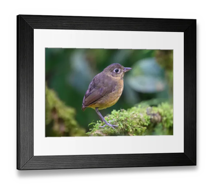 Framed Print : Plain-backed antpitta (Grallaria haplonota) perched on branch in rainforest understorey, buffer zone, Sumaco National Park, Amazon slope, Ecuador Framed Print : Plain-backed antpitta (Grallaria haplonota) perched on branch in rainforest understorey, buffer zone, Sumaco National Park, Amazon slope, Ecuador