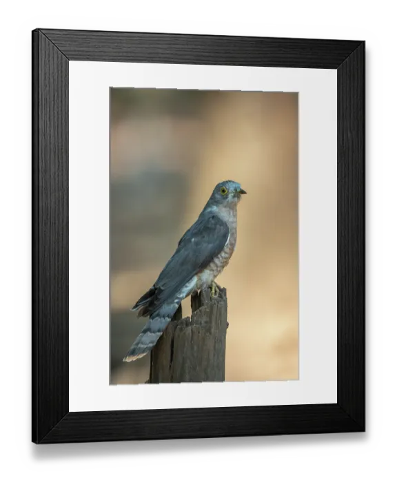 Framed Print : Common cuckoo (Cuculus canorus) perched on post, Bandhavgarh Tiger Reserve, Madhya Pradesh, India Framed Print : Common cuckoo (Cuculus canorus) perched on post, Bandhavgarh Tiger Reserve, Madhya Pradesh, India