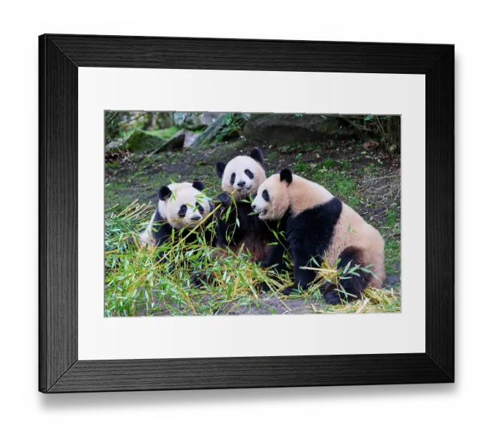 Framed Print : Giant panda (Ailuropoda melanoleuca) female with two cubs, aged 2 and a half years, feeding on bamboo Framed Print : Giant panda (Ailuropoda melanoleuca) female with two cubs, aged 2 and a half years, feeding on bamboo