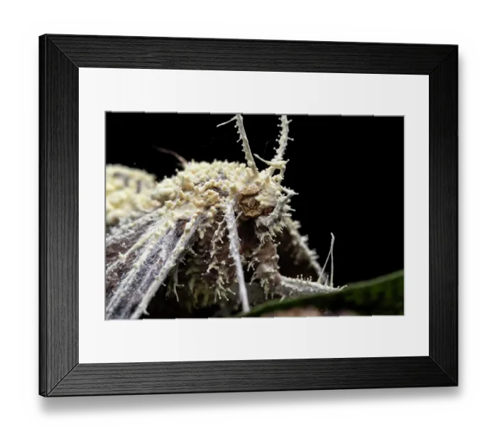 Framed Print : Black witch moth (Ascalapha odorata) overtaken by Cordyceps fungus (Akanthomyces sp.), empty shell of the moth hanging on a leaf in the rainforest, Osa Peninsula, Costa Rica Framed Print : Black witch moth (Ascalapha odorata) overtaken by Cordyceps fungus (Akanthomyces sp.), empty shell of the moth hanging on a leaf in the rainforest, Osa Peninsula, Costa Rica