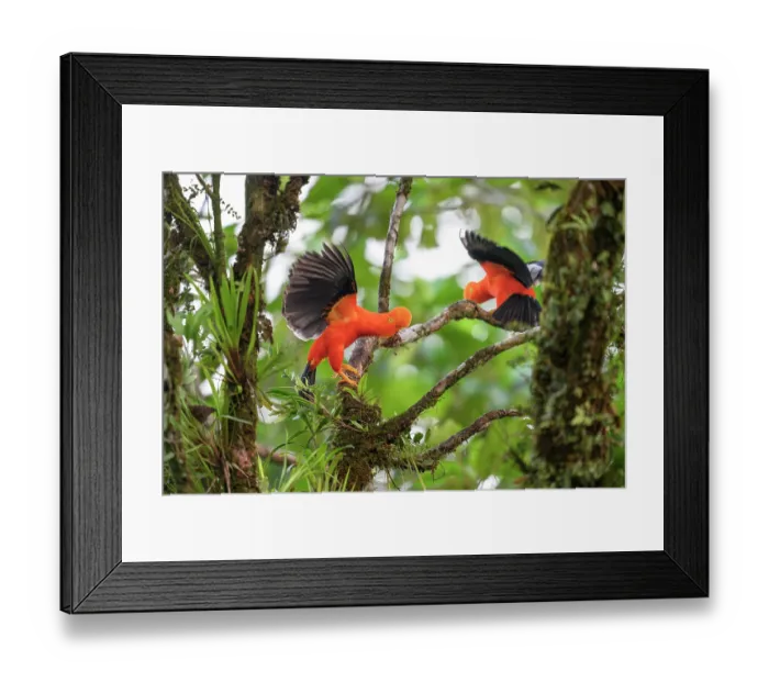 Framed Print : Two Andean cock-of-the-rocks (Rupicola peruviana aequatorialis) male - eastern (Amazon) slope form - displaying at lek in rainforest canopy Framed Print : Two Andean cock-of-the-rocks (Rupicola peruviana aequatorialis) male - eastern (Amazon) slope form - displaying at lek in rainforest canopy