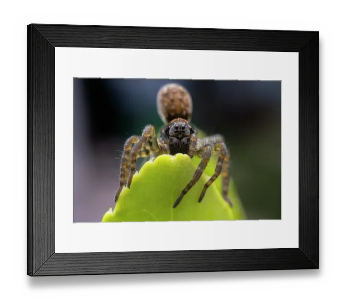 Framed Print : Wolf spider (Arctosa sp.) portrait, Lucerne, Switzerland. April. Focus stacked image Framed Print : Wolf spider (Arctosa sp.) portrait, Lucerne, Switzerland. April. Focus stacked image
