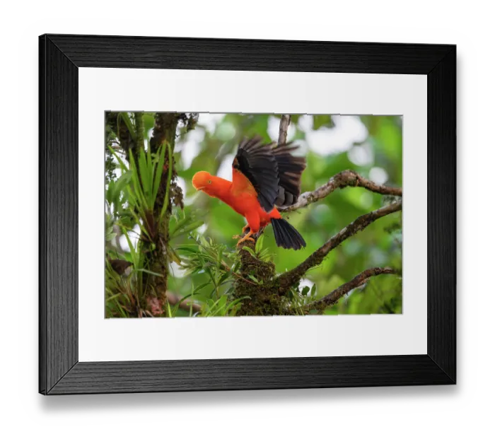 Framed Print : Andean cock-of-the-rock (Rupicola peruviana aequatorialis) male - eastern (Amazon) slope form - displaying at lek in rainforest canopy Framed Print : Andean cock-of-the-rock (Rupicola peruviana aequatorialis) male - eastern (Amazon) slope form - displaying at lek in rainforest canopy