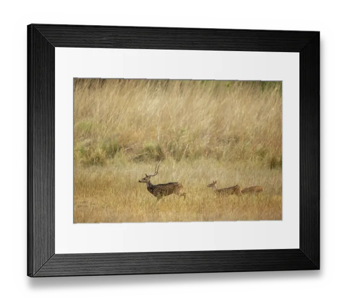 Framed Print : Chital (Axis axis) male, walking through long grass with two females following, Bandhavgaeh Tiger Reserve, Madhya Pradesh, India Framed Print : Chital (Axis axis) male, walking through long grass with two females following, Bandhavgaeh Tiger Reserve, Madhya Pradesh, India