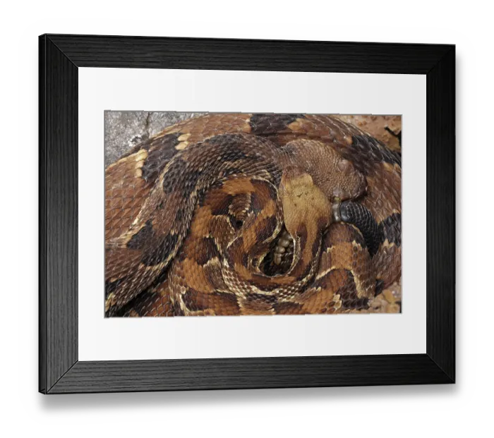 Framed Print : Timber rattlesnakes (Crotalus horridus) pair, basking together at rookery, Maryland, USA. August Framed Print : Timber rattlesnakes (Crotalus horridus) pair, basking together at rookery, Maryland, USA. August