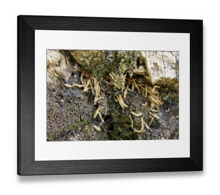 Framed Print : Larvae casings of Aspen hoverfly (Hammerschmidtia ferruginea) from mass hatching, Insh Marshes, Cairngorms National Park, Scotland, UK. June