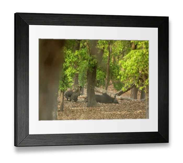 Framed Print : Two Bengal tigers (Panthera tigris tigris) fighting over the right to feed on Gaur (Bos gaurus) prey, Bandhavgarh Tiger Reserve, Madhya Pradesh, India. Endangered Framed Print : Two Bengal tigers (Panthera tigris tigris) fighting over the right to feed on Gaur (Bos gaurus) prey, Bandhavgarh Tiger Reserve, Madhya Pradesh, India. Endangered