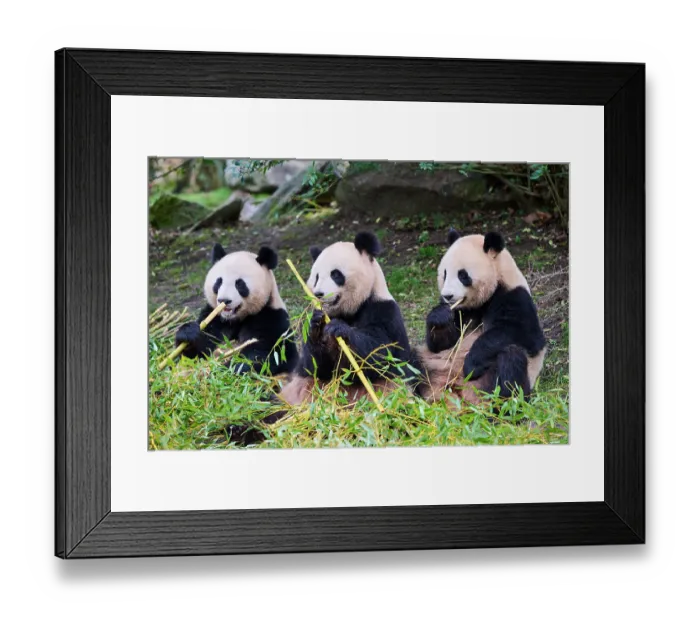 Framed Print : Giant panda (Ailuropoda melanoleuca) female with two cubs, aged 2 and a half years, feeding on bamboo Framed Print : Giant panda (Ailuropoda melanoleuca) female with two cubs, aged 2 and a half years, feeding on bamboo