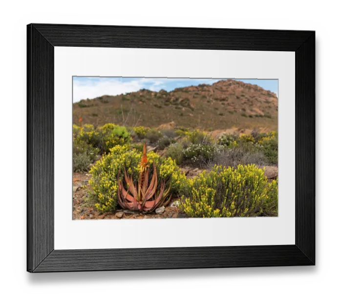 Framed Print : Small spotted aloe (Aloe microstigma) among flowering desert plants, Central Karoo, Cape Province, South Africa. August Framed Print : Small spotted aloe (Aloe microstigma) among flowering desert plants, Central Karoo, Cape Province, South Africa. August