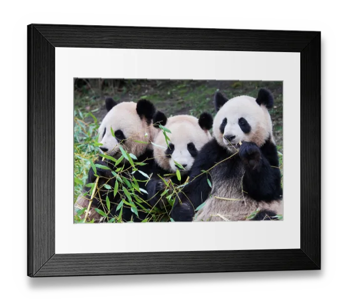 Framed Print : Giant panda (Ailuropoda melanoleuca) female with two cubs, aged 2 and a half years, feeding on bamboo Framed Print : Giant panda (Ailuropoda melanoleuca) female with two cubs, aged 2 and a half years, feeding on bamboo
