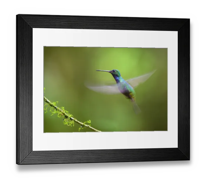 Framed Print : Napo sabrewing (Campylopterus villaviscensio) male, in flight, buffer zone, Sumaco National Park, Amazon slope, Ecuador. Controlled conditions Framed Print : Napo sabrewing (Campylopterus villaviscensio) male, in flight, buffer zone, Sumaco National Park, Amazon slope, Ecuador. Controlled conditions