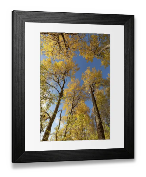 Framed Print : Aspen (Populus tremula) trees in autumn - wide view showing bright yellow foliage against a vivid blue sky, Cairngorms National Park, Scotland, UK. October Framed Print : Aspen (Populus tremula) trees in autumn - wide view showing bright yellow foliage against a vivid blue sky, Cairngorms National Park, Scotland, UK. October