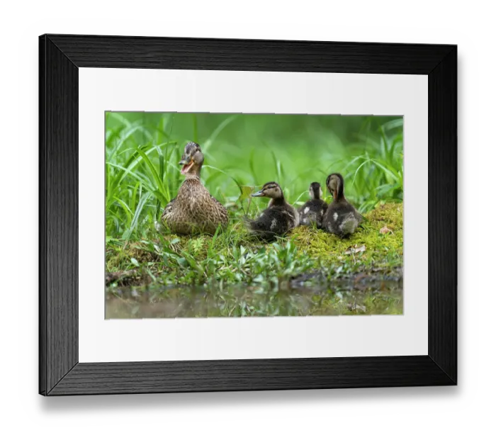 Framed Print : Mailard (Anas platyrhynchos) female, with three ducklings resting on moss at water's edge, quacking, Lucerne, Switzerland. May Framed Print : Mailard (Anas platyrhynchos) female, with three ducklings resting on moss at water's edge, quacking, Lucerne, Switzerland. May