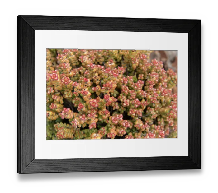 Framed Print : Concertina plant (Crassula rupestris) in flower, Central Karoo, Cape Province, South Africa. August Framed Print : Concertina plant (Crassula rupestris) in flower, Central Karoo, Cape Province, South Africa. August