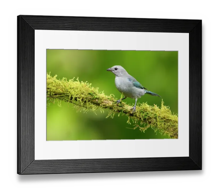 Framed Print : RF - Blue-grey tanager (Thraupis episcopus) male, perched on lichen-covered branch in cloud forest, Mindo area, Pacific slope, Ecuador Framed Print : RF - Blue-grey tanager (Thraupis episcopus) male, perched on lichen-covered branch in cloud forest, Mindo area, Pacific slope, Ecuador
