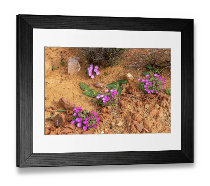Framed Print : Matfigs (Antimima sp.) flowering in desert, Central Karoo, Cape Province, South Africa. August