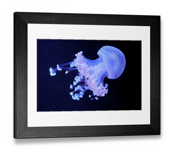 Framed Print : White-spotted jellyfish (Phyllorhiza punctata) portrait, Zoo Parc de Beauval, France. Captive, occurs in western Pacific Ocean