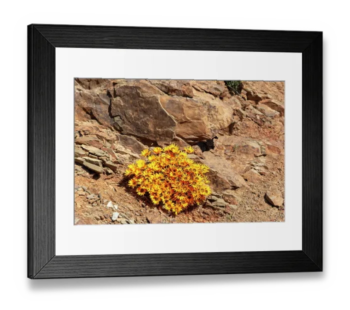 Framed Print : African daisies (Gazania heterochaeta) flowering in desert, Central Karoo, Cape Province, South Africa. August Framed Print : African daisies (Gazania heterochaeta) flowering in desert, Central Karoo, Cape Province, South Africa. August