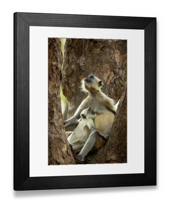 Framed Print : Grey langur (Semnopithecus entellus) female, suckling infant in tree, Bandhavgarh Tiger Reserve, Madhya Pradesh, India Framed Print : Grey langur (Semnopithecus entellus) female, suckling infant in tree, Bandhavgarh Tiger Reserve, Madhya Pradesh, India