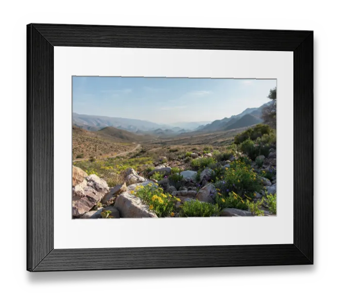 Framed Print : Flowering desert landscape, Central Karoo, Cape Province, South Africa. August, 2023 Framed Print : Flowering desert landscape, Central Karoo, Cape Province, South Africa. August, 2023
