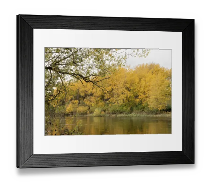 Framed Print : Aspen (Populus tremula) trees in autumn growing alongside the River Spey near Grantown-on-Spey, Cairngorms National Park, Scotland, UK. October Framed Print : Aspen (Populus tremula) trees in autumn growing alongside the River Spey near Grantown-on-Spey, Cairngorms National Park, Scotland, UK. October