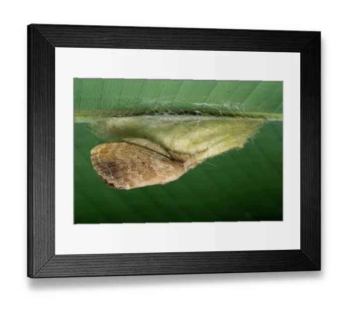 Framed Print : Moth (Euglyphis asapha) female, on underside of leaf guarding its offspring, Osa Peninsula, Costa Rica Framed Print : Moth (Euglyphis asapha) female, on underside of leaf guarding its offspring, Osa Peninsula, Costa Rica