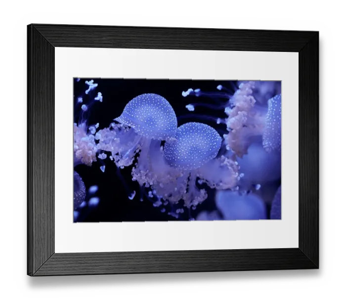 Framed Print : Group of White-spotted jellyfish (Phyllorhiza punctata) portrait, Zoo Parc de Beauval, France. Captive, occurs in western Pacific Ocean Framed Print : Group of White-spotted jellyfish (Phyllorhiza punctata) portrait, Zoo Parc de Beauval, France. Captive, occurs in western Pacific Ocean