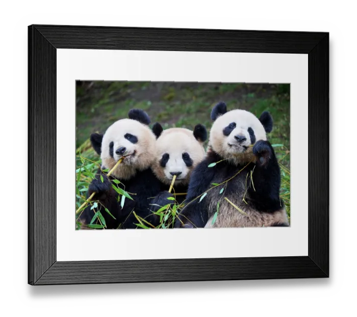 Framed Print : Giant panda (Ailuropoda melanoleuca) female with two cubs, aged 2 and a half years, feeding on bamboo Framed Print : Giant panda (Ailuropoda melanoleuca) female with two cubs, aged 2 and a half years, feeding on bamboo