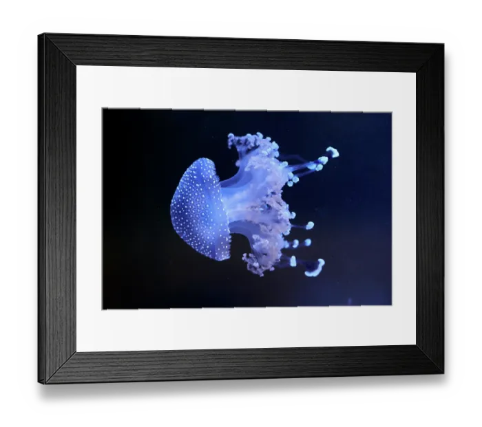 Framed Print : White-spotted jellyfish (Phyllorhiza punctata) portrait, Zoo Parc de Beauval, France. Captive, occurs in western Pacific Ocean Framed Print : White-spotted jellyfish (Phyllorhiza punctata) portrait, Zoo Parc de Beauval, France. Captive, occurs in western Pacific Ocean