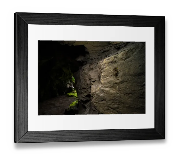 Framed Print : Strinati's cave salamander (Speleomantes strinatii) climbing up rock near entrance in cave, Genova, Italy