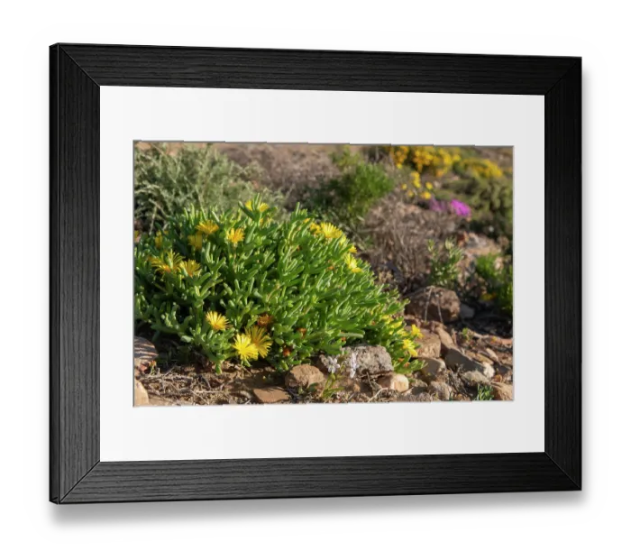 Framed Print : Fig marigold (Malephora sp.) flowering in desert, Central Karoo, Cape Province, South Africa. August Framed Print : Fig marigold (Malephora sp.) flowering in desert, Central Karoo, Cape Province, South Africa. August