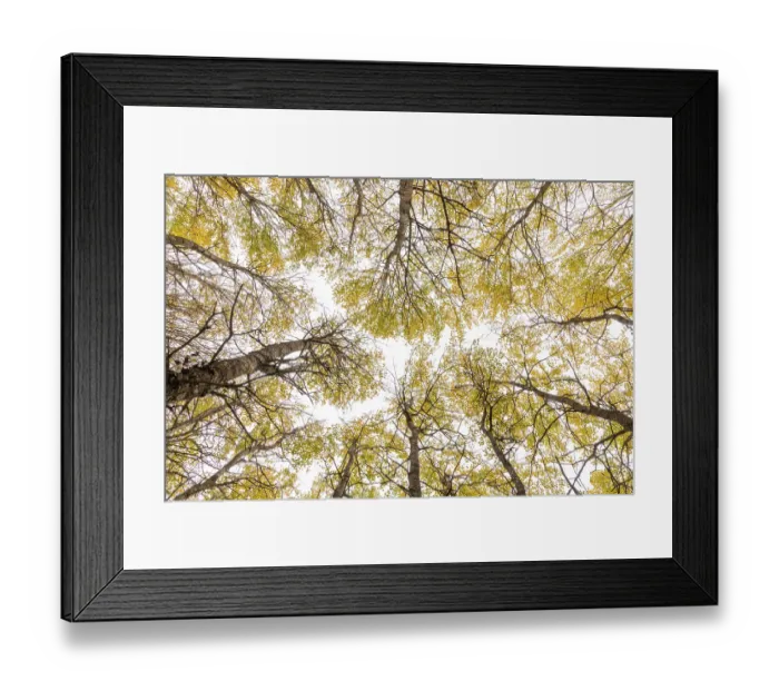 Framed Print : Aspen (Populus tremula) trees in autumn - wide view looking up towards canopy, Cairngorms National Park, Scotland, UK. October Framed Print : Aspen (Populus tremula) trees in autumn - wide view looking up towards canopy, Cairngorms National Park, Scotland, UK. October