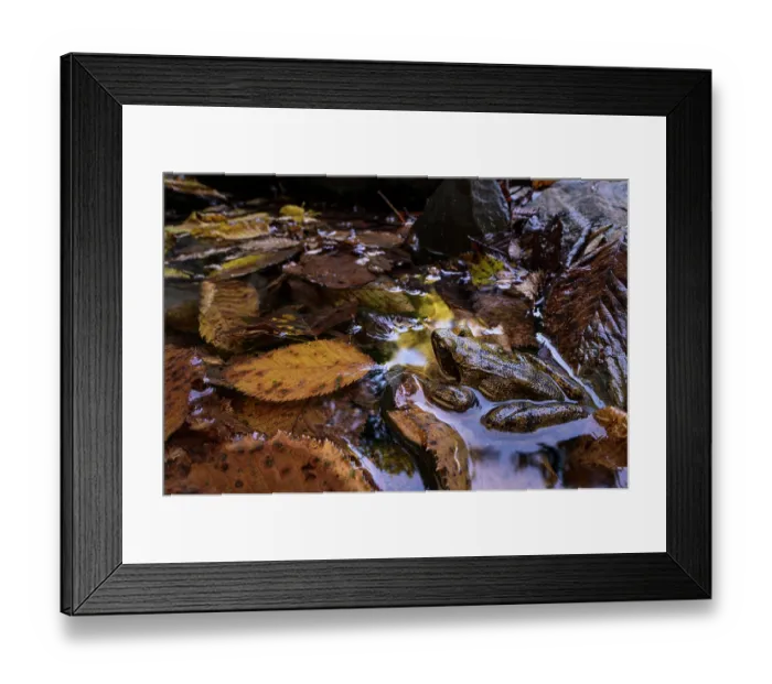 Framed Print : Italian stream frog (Rana italica) sitting in leaf-filled pond, Genova, Italy Framed Print : Italian stream frog (Rana italica) sitting in leaf-filled pond, Genova, Italy