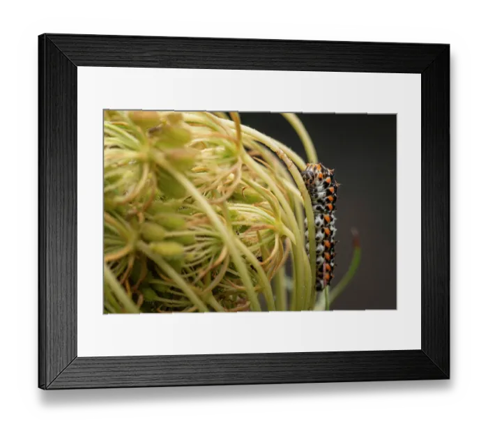 Framed Print : Old world swallowtail (Papilio machaon) caterpillar, 3rd instar, resting on a flower, Lucerne, Switzerland. August Framed Print : Old world swallowtail (Papilio machaon) caterpillar, 3rd instar, resting on a flower, Lucerne, Switzerland. August