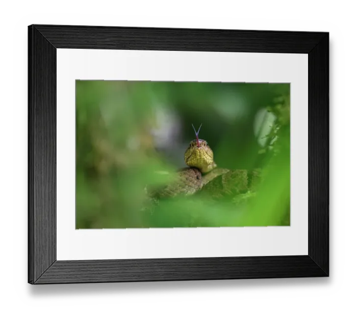 Framed Print : Osborne's lancehead pitviper (Bothrops osbornei) flicking tongue while resting in cloud forest understorey, Mindo area, Pacific slope, Ecuador. Controlled conditions Framed Print : Osborne's lancehead pitviper (Bothrops osbornei) flicking tongue while resting in cloud forest understorey, Mindo area, Pacific slope, Ecuador. Controlled conditions