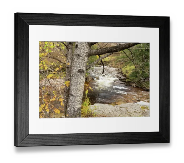 Framed Print : Aspen (Populus tremula) growing alongside the Ey Burn, Mar Lodge Estate, Braemar, Scotland, UK. October