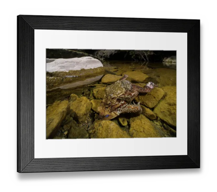 Framed Print : Common toad (Bufo bufo) male holding dead female in amplexus, Viterbo, Italy. Female likely killed by mating ball behaviour Framed Print : Common toad (Bufo bufo) male holding dead female in amplexus, Viterbo, Italy. Female likely killed by mating ball behaviour