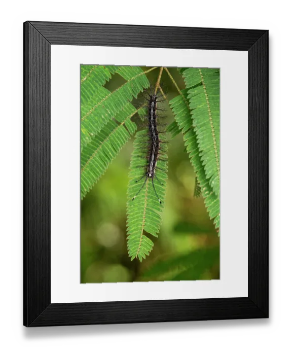 Framed Print : Moth (Hylesia continua) caterpillar resting on a fern leaf, Osa Peninsula, Costa Rica Framed Print : Moth (Hylesia continua) caterpillar resting on a fern leaf, Osa Peninsula, Costa Rica