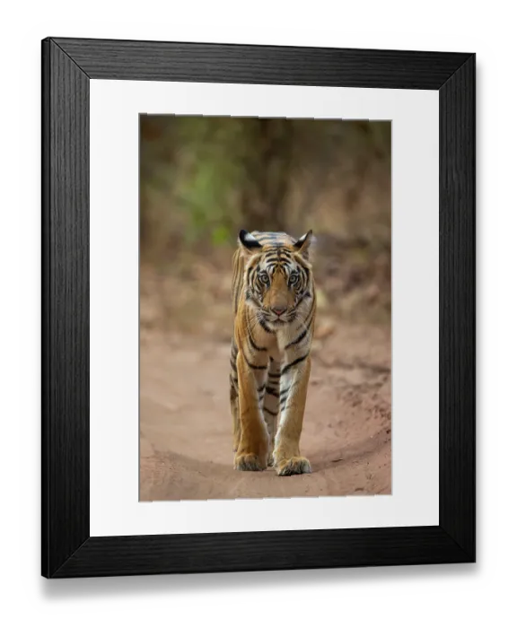 Framed Print : RF - Bengal tiger (Panthera tigris tigris) female, walking along forest track, Bandhavgarh Tiger Reserve, Madhya Pradesh, India. Endangered Framed Print : RF - Bengal tiger (Panthera tigris tigris) female, walking along forest track, Bandhavgarh Tiger Reserve, Madhya Pradesh, India. Endangered