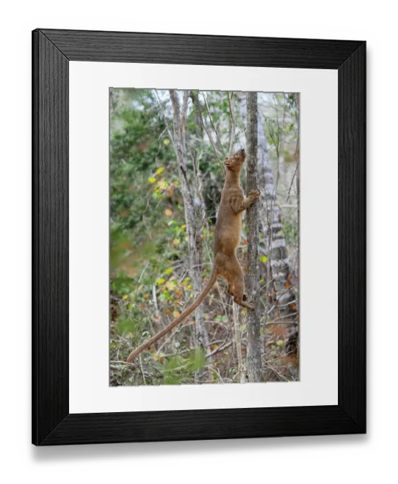Framed Print : Fosa (Cryptoprocta ferox) female, climbing up a tree in dry deciduous forest, Kirindy, Menabe, western Madagascar Framed Print : Fosa (Cryptoprocta ferox) female, climbing up a tree in dry deciduous forest, Kirindy, Menabe, western Madagascar