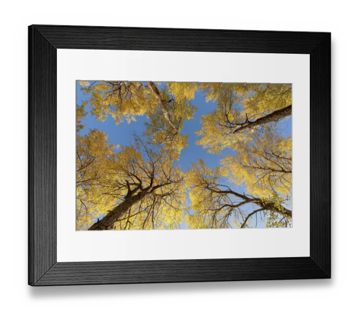 Framed Print : Aspen (Populus tremula) trees in autumn - wide view looking up towards canopy showing bright yellow foliage against a vivid blue sky, Cairngorms National Park, Scotland, UK Framed Print : Aspen (Populus tremula) trees in autumn - wide view looking up towards canopy showing bright yellow foliage against a vivid blue sky, Cairngorms National Park, Scotland, UK
