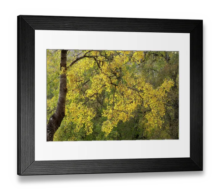 Framed Print : Aspen (Populus tremula) tree backlit in autumn, highlighting yellow leaves, Tulloch, Cairngorms National Park, Scotland, UK. October Framed Print : Aspen (Populus tremula) tree backlit in autumn, highlighting yellow leaves, Tulloch, Cairngorms National Park, Scotland, UK. October
