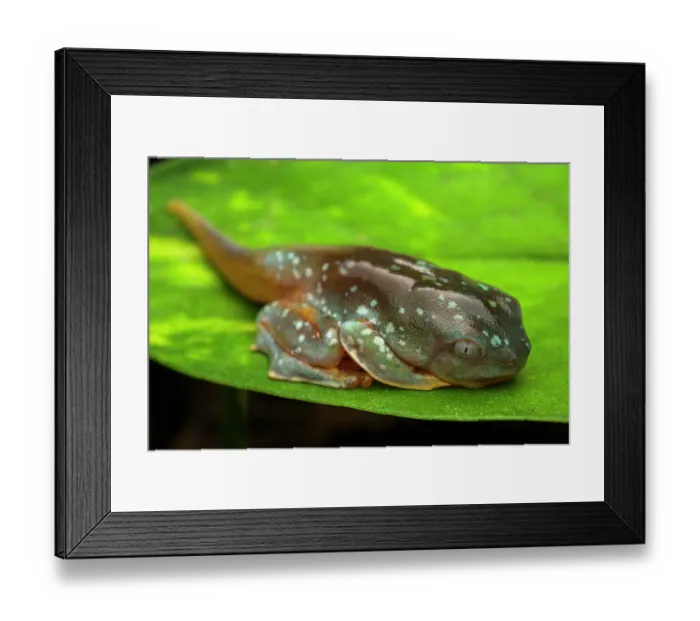 Framed Print : Fringed leaf frog (Cruziohyla craspedopus) froglet resting on leaf whilst undergoing metamorphosis. Captive Framed Print : Fringed leaf frog (Cruziohyla craspedopus) froglet resting on leaf whilst undergoing metamorphosis. Captive