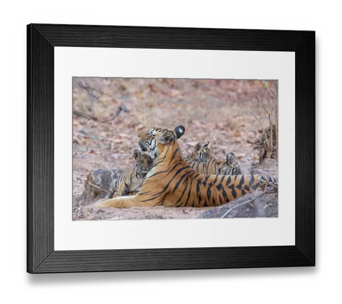 Framed Print : Bengal tiger (Panthera tigris tigris) female, resting with her cubs, Bandhavgarh Tiger Reserve, Madhya Pradesh, India. Endangered Framed Print : Bengal tiger (Panthera tigris tigris) female, resting with her cubs, Bandhavgarh Tiger Reserve, Madhya Pradesh, India. Endangered