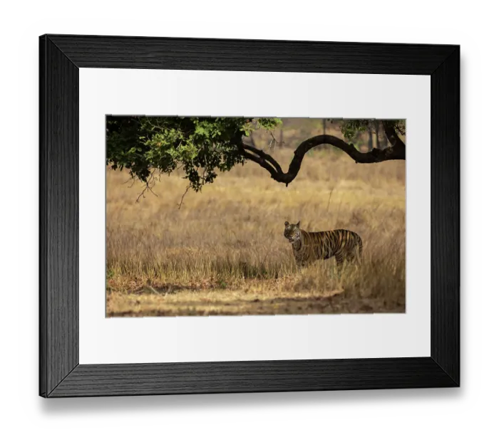 Framed Print : Bengal tiger (Panthera tigris tigris) female, emerging from long grass, Bandhavgarh Tiger Reserve, Madhya Pradesh, India. Endangered Framed Print : Bengal tiger (Panthera tigris tigris) female, emerging from long grass, Bandhavgarh Tiger Reserve, Madhya Pradesh, India. Endangered