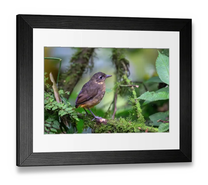 Framed Print : Plain-backed antpitta (Grallaria haplonota) perched on branch in rainforest understorey, buffer zone, Sumaco National Park, Amazon slope, Ecuador Framed Print : Plain-backed antpitta (Grallaria haplonota) perched on branch in rainforest understorey, buffer zone, Sumaco National Park, Amazon slope, Ecuador