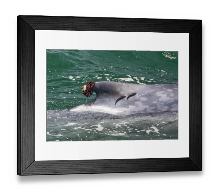 Framed Print : Blue whale (Balaenoptera musculus) swimming at water surface, view of dorsal fin with two Remoras and Stalked barnacles (Xenobalanus sp.) attached, Sea of Cortez, Baja California