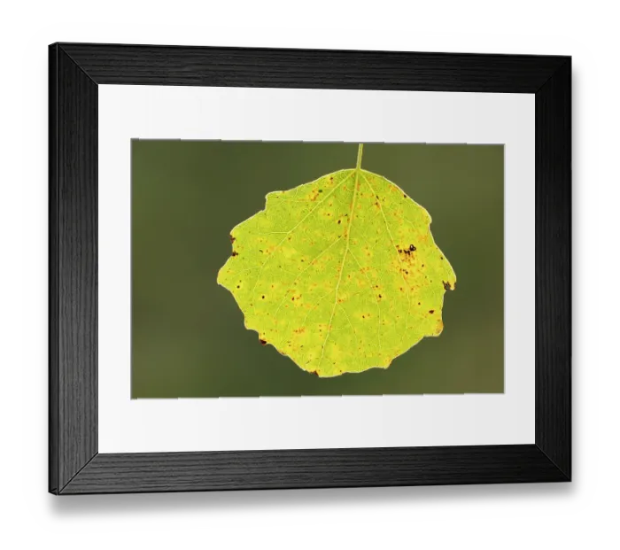 Framed Print : Aspen (Populus tremula) close-up of leaf in autumn, Cairngorms National Park, Scotland, UK. October Framed Print : Aspen (Populus tremula) close-up of leaf in autumn, Cairngorms National Park, Scotland, UK. October